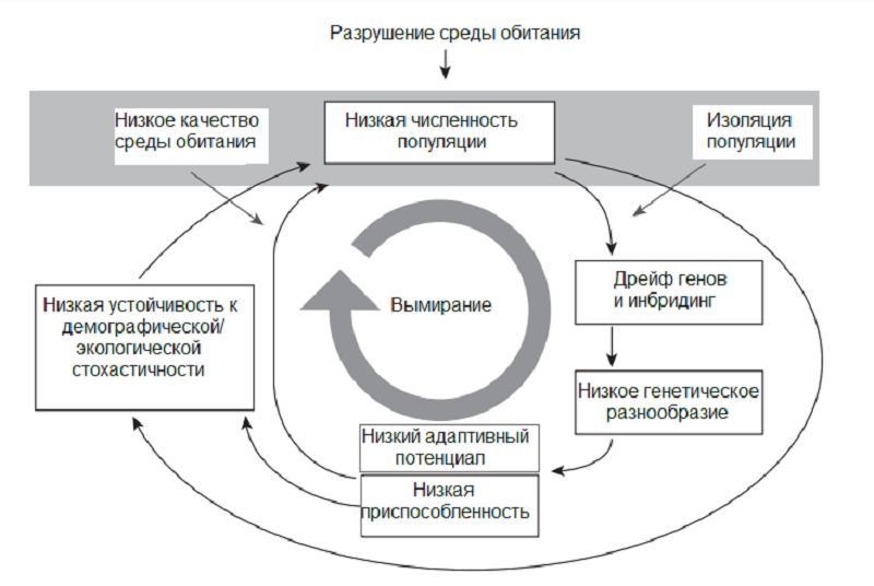Extinction vortex — концепция, описывающая спиральную негативную динамику, ведущую к вымиранию вида