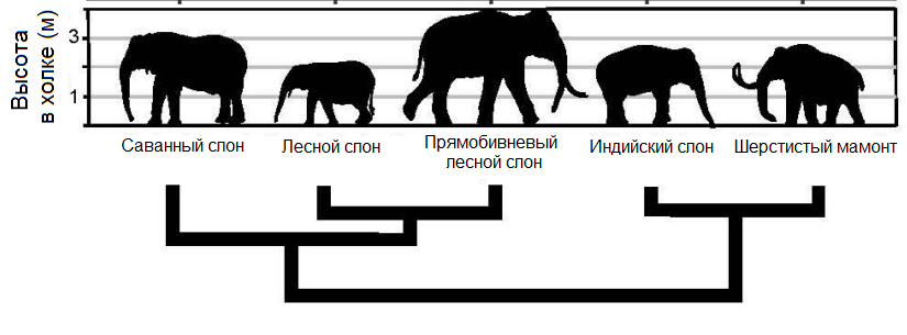 Филогенетическое дерево шерстистого мамонта и слонов