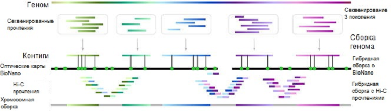 Схема сборки генома с использованием разных технологий