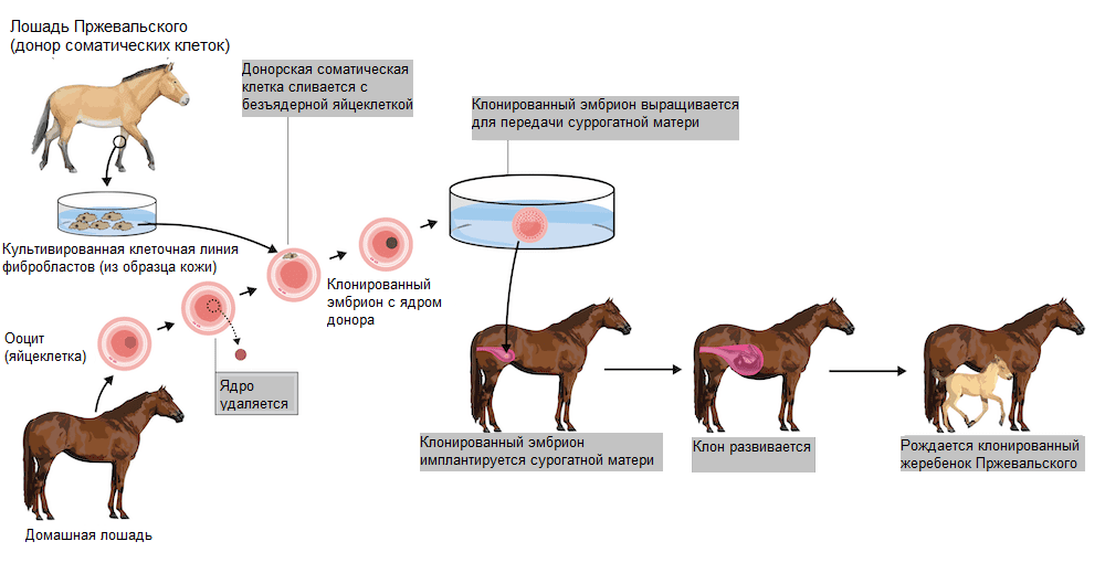 Технология клонирования лошади Пржевальского