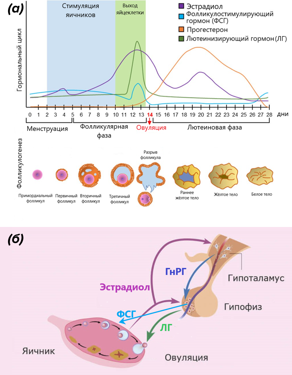 Естественный овариальный цикл