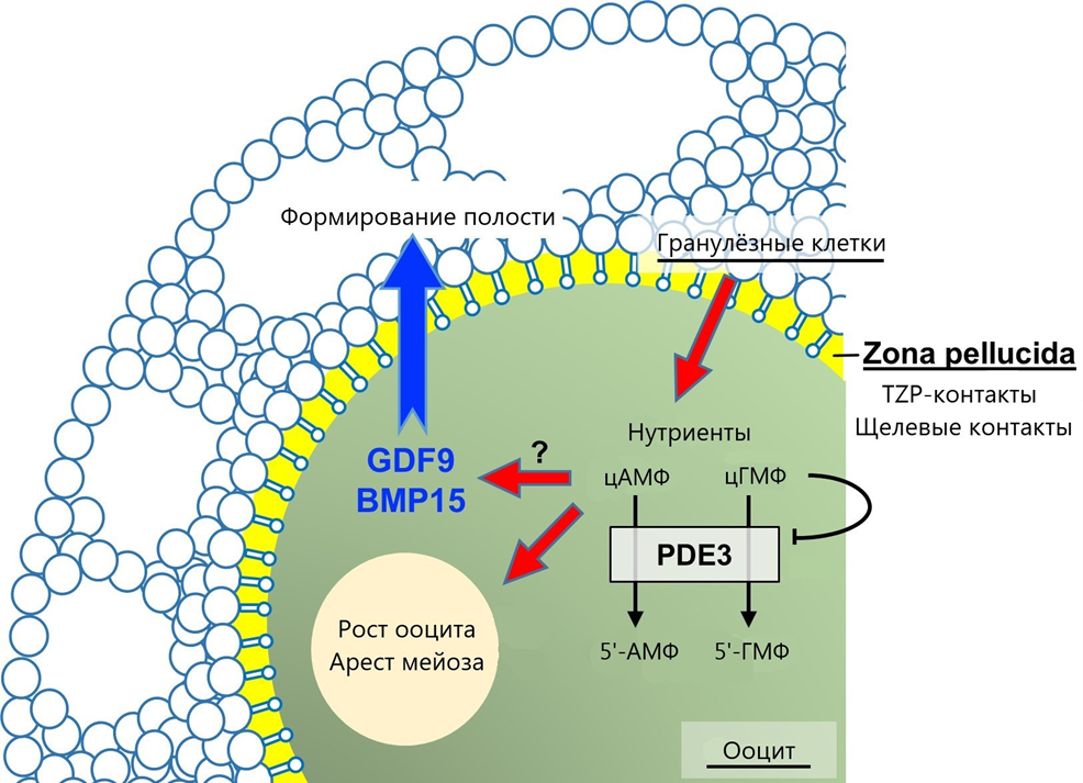 Схематическая коммуникация между ооцитами и гранулезными клетками