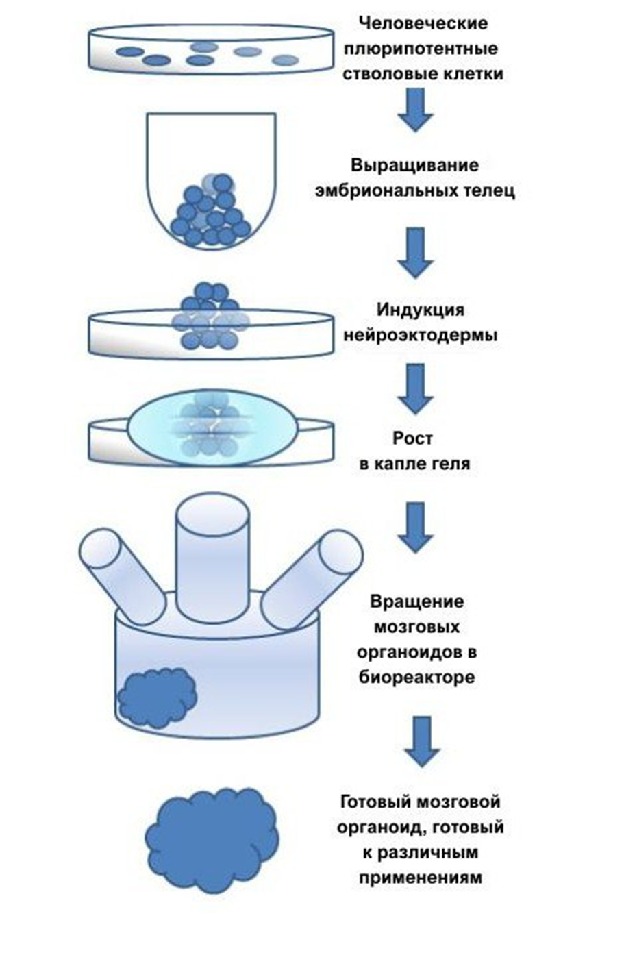 Процесс создания мозговых органоидов