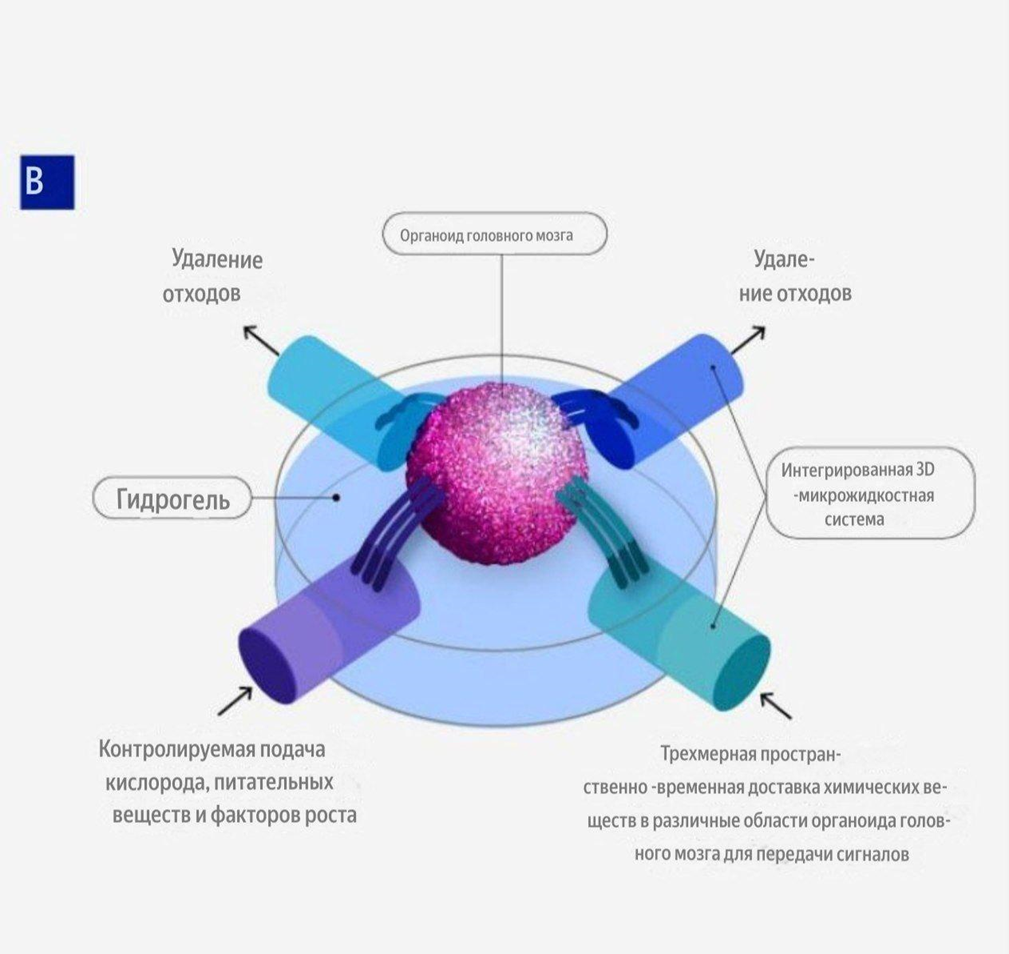 Изображение 3D-микрофлюидной системы 