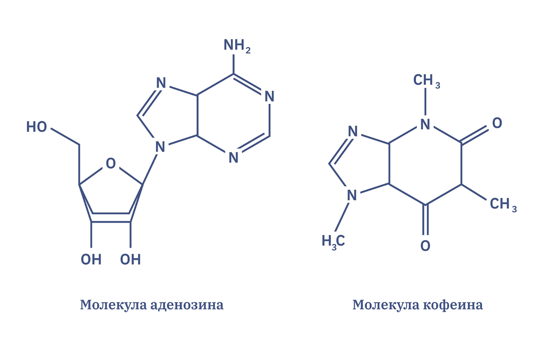 Молекулы аденозина и кофеина