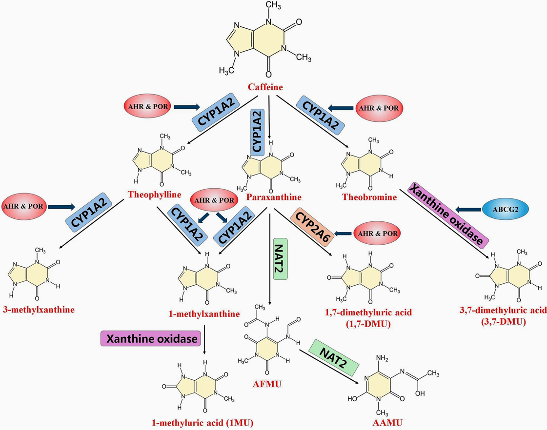 Путь метаболизма кофеина и метаболиты