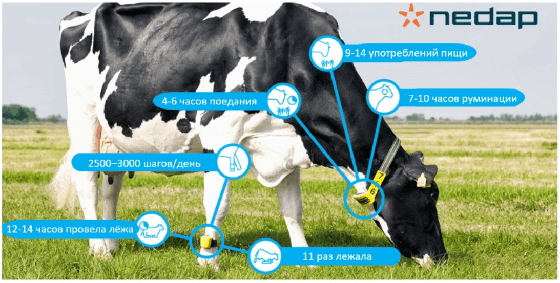 Датчики Nedap Health Monitoring позволяют определить поведенческую активность коровы