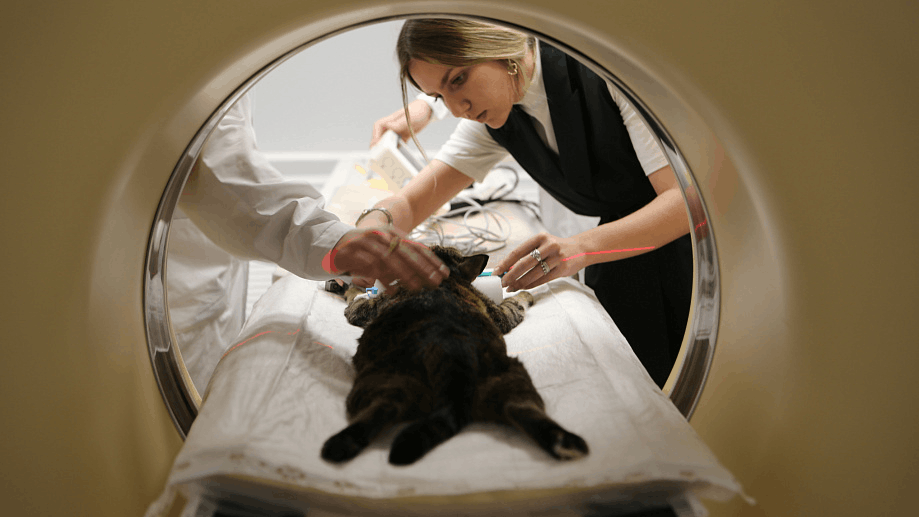 Проведение томографии у кота