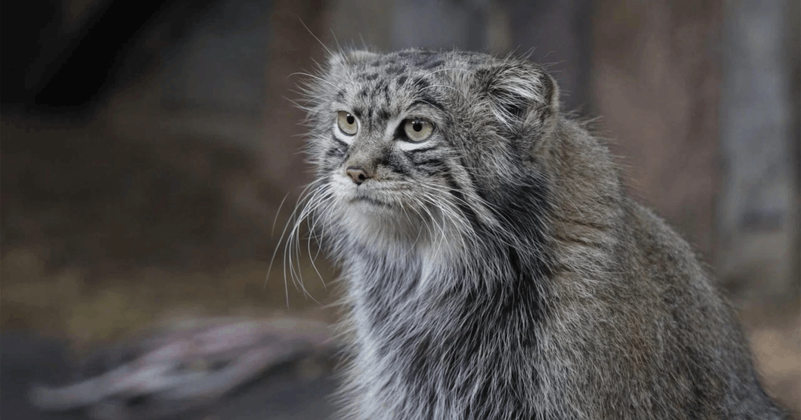 Манул Тимофей из Московского зоопарка