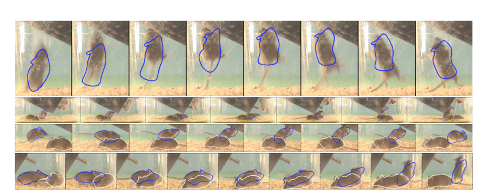 Стоп-кадры трекинга мышей, обрабатываемые посредством ИИ-алгоритма