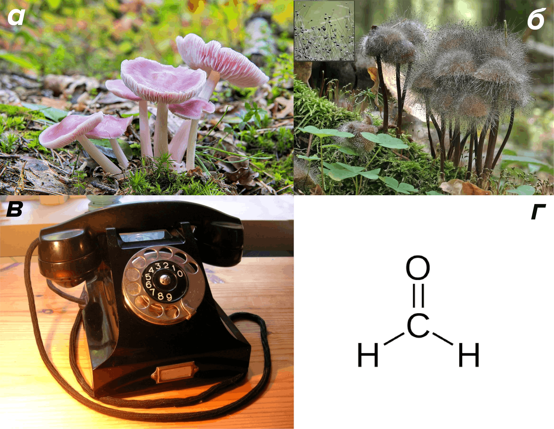 Если повстречаете в лесу розовые грибочки, не спешите класть их в корзину