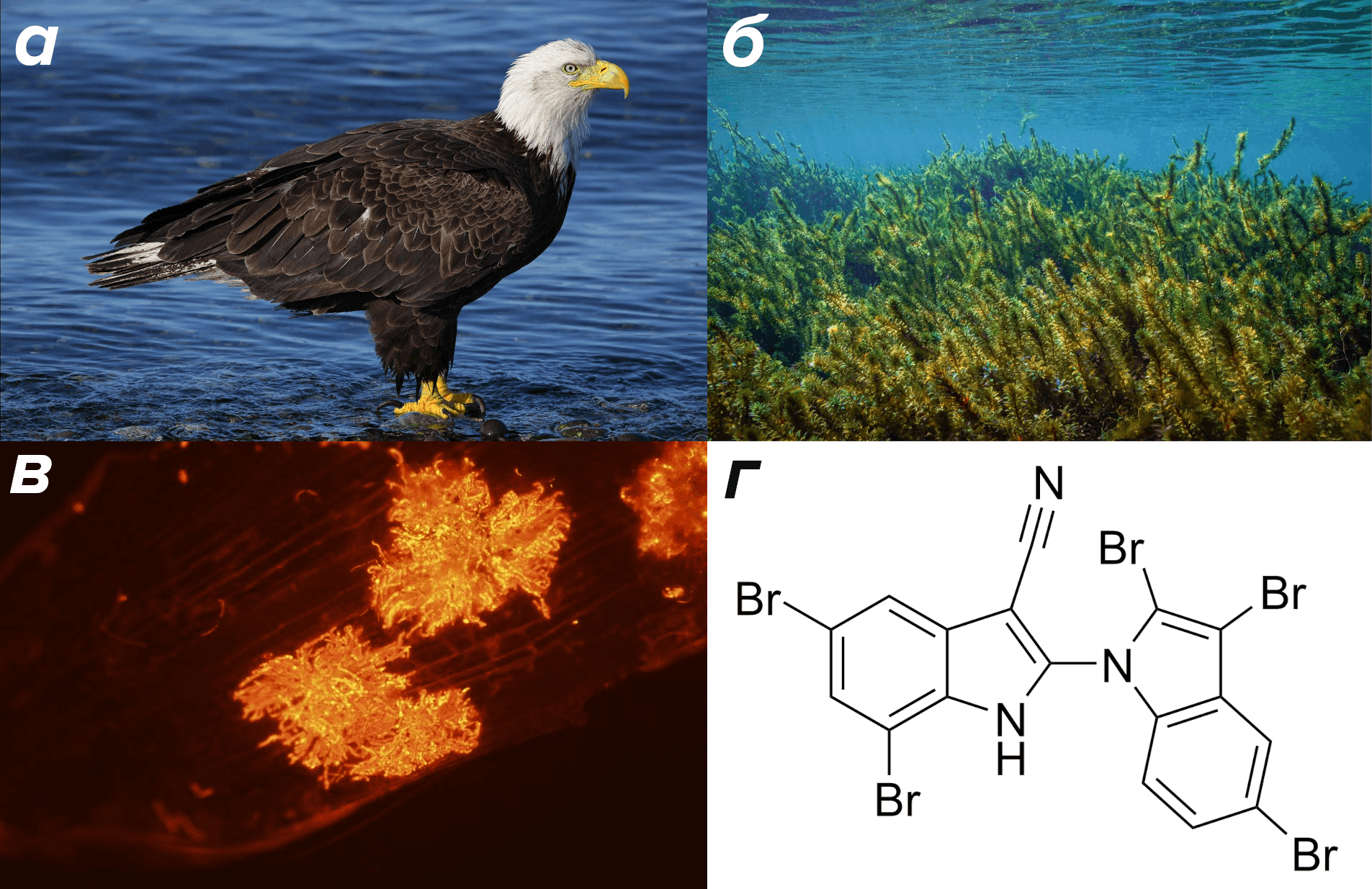 Этот хищник наводит ужас на лососей и водоплавающую дичь