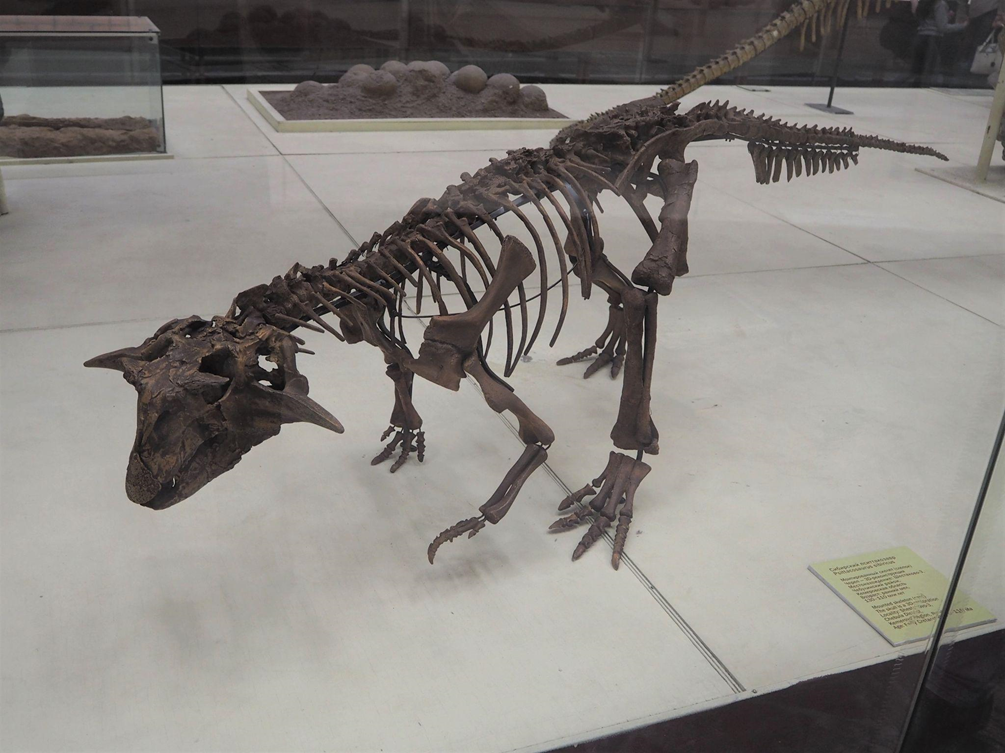 Скелет пситтакозавра сибирского из Шестаково