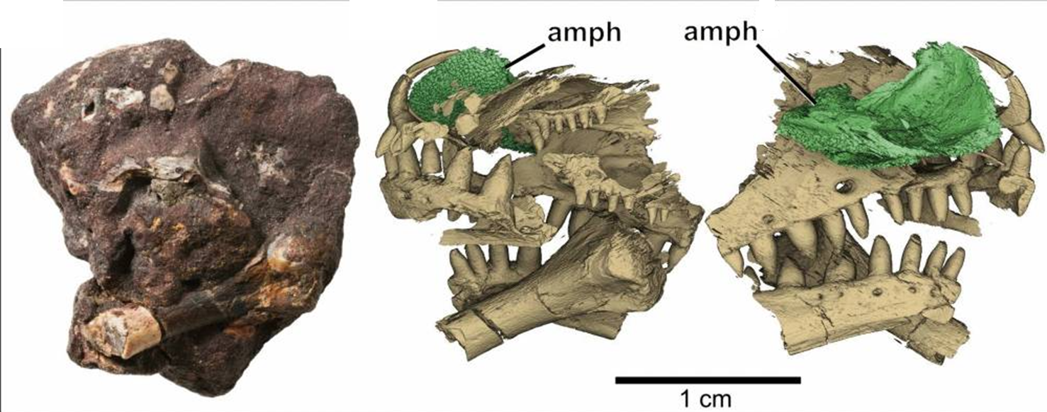 Томограммы окаменелостей