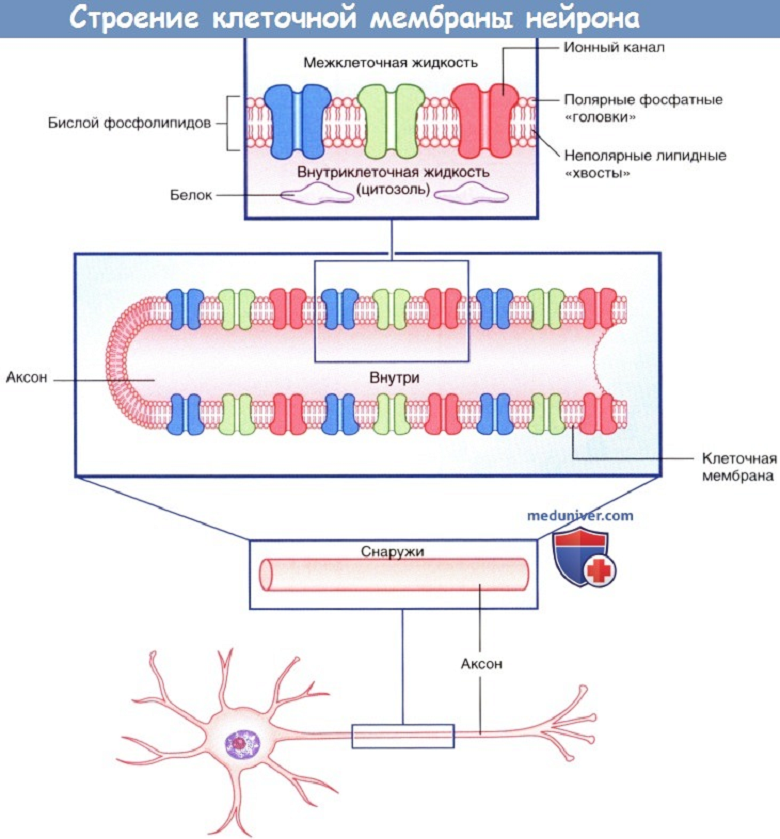 Строение мембраны