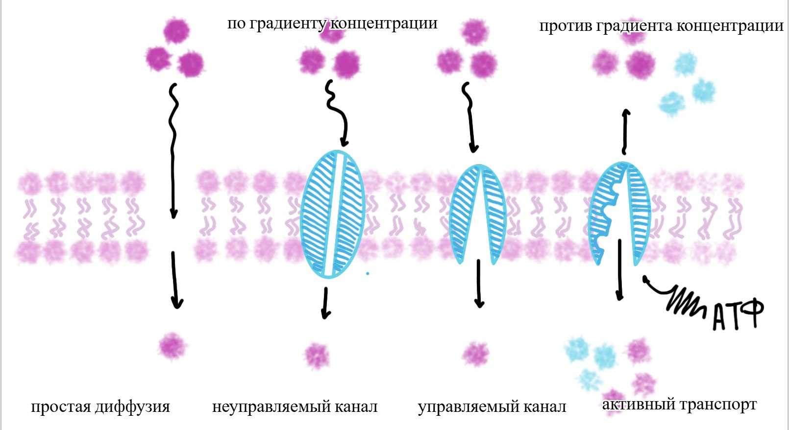 Виды мембранного транспорта