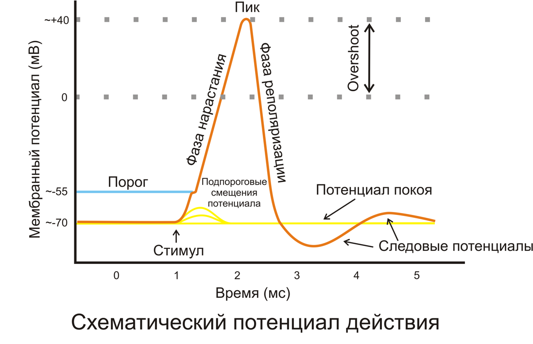 Фазы потенциала действия