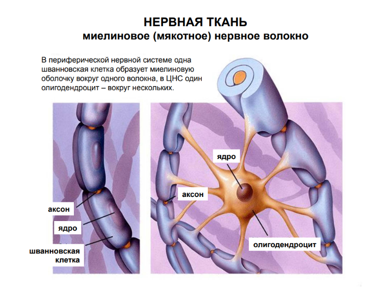 Олигодендроциты и шванновские клетки