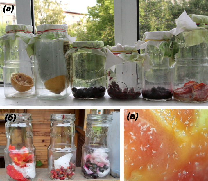 Банки с приманками