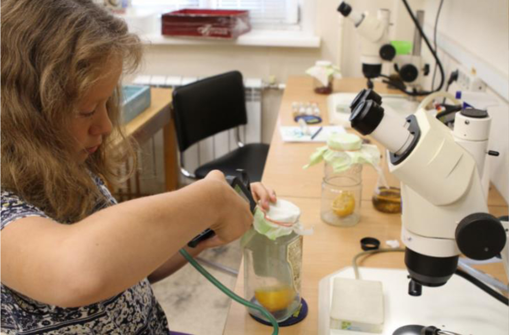 Работа с мухами в лаборатории