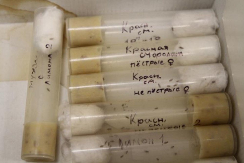 Работа с мухами в лаборатории