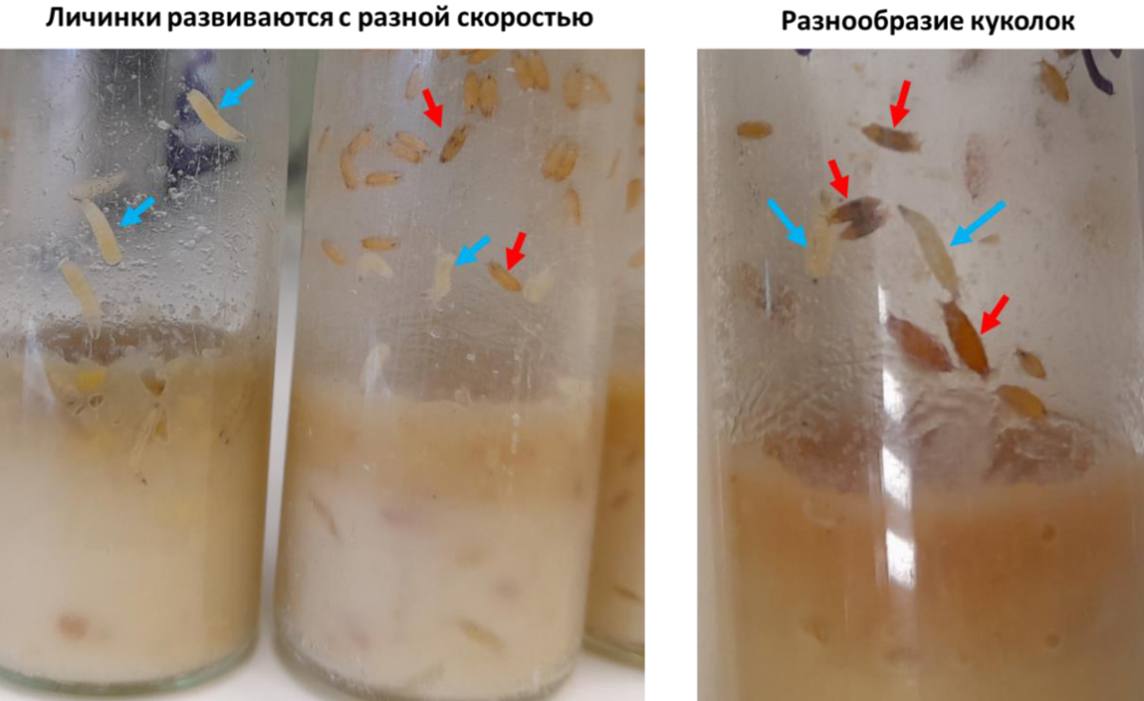 Разнообразие личинок и куколок