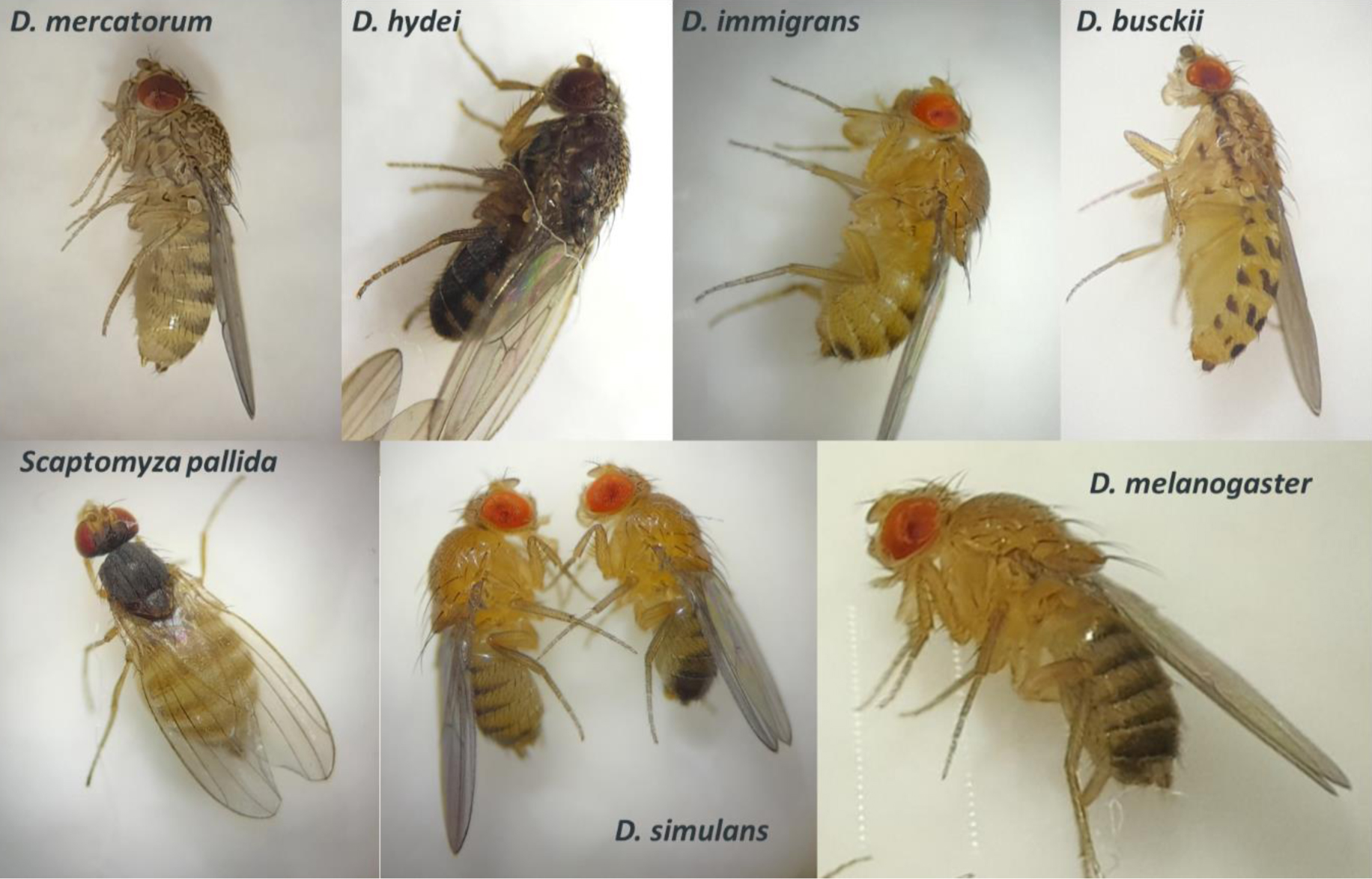 Представители всех видов, встреченных в наших сборах
