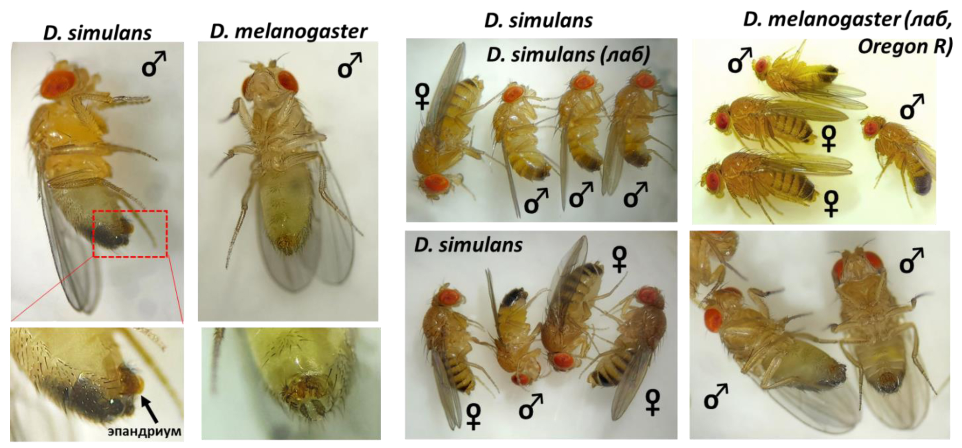 Представители всех видов, встреченных в наших сборах