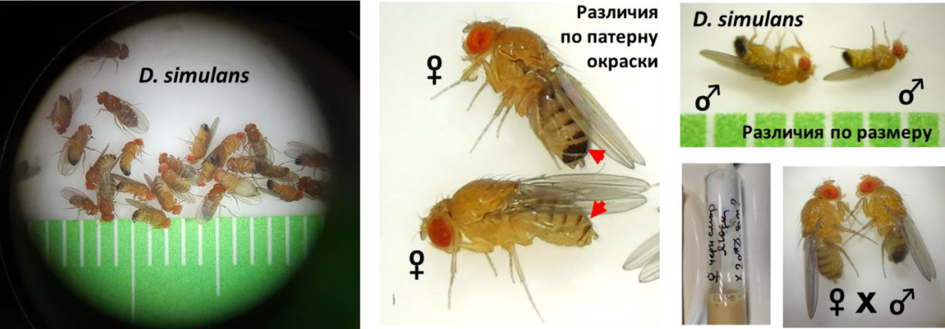 Представители всех видов, встреченных в наших сборах