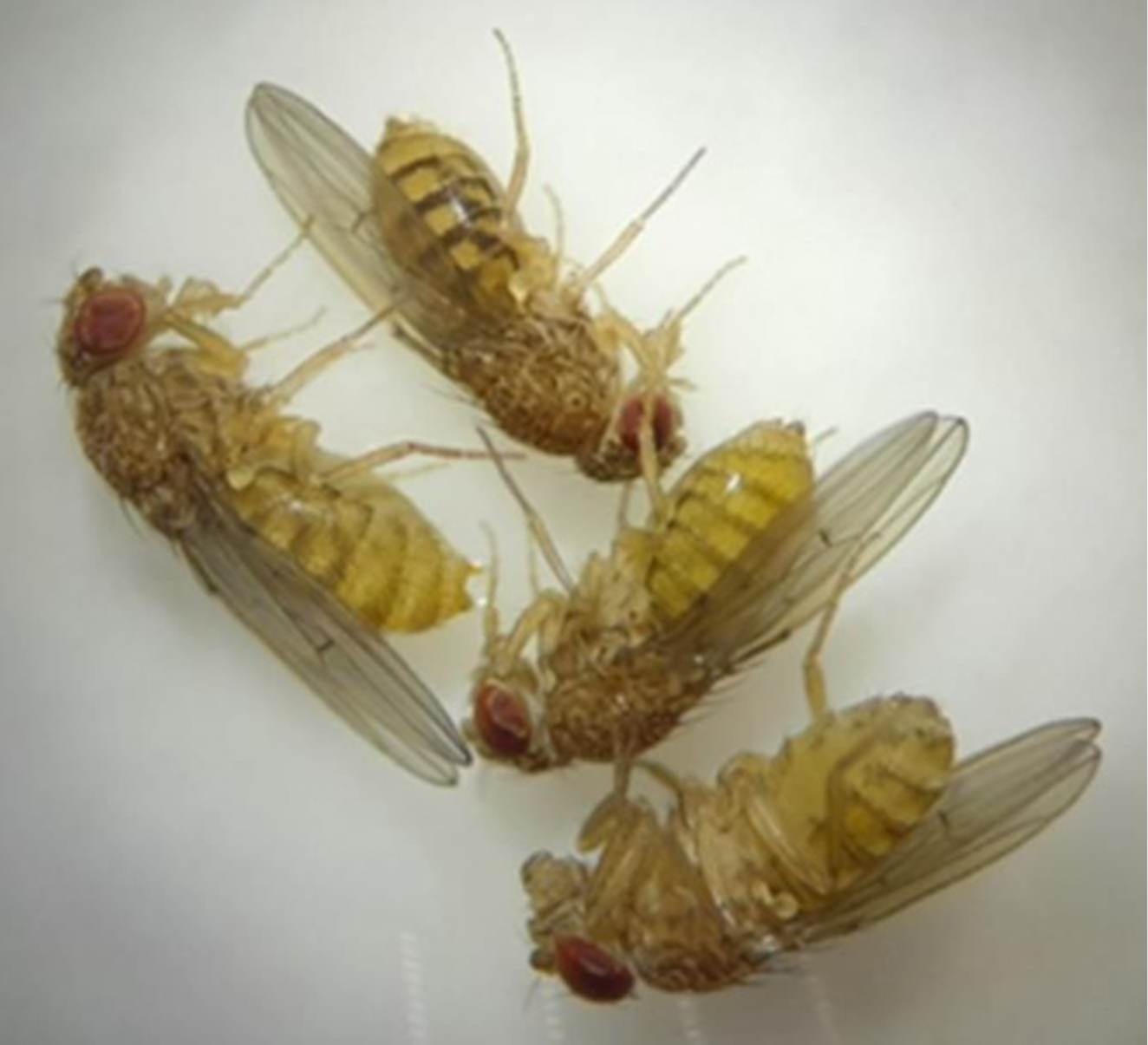 Вариабельность окраски брюшка у самок D. mercatorum — потомков одной пары мух