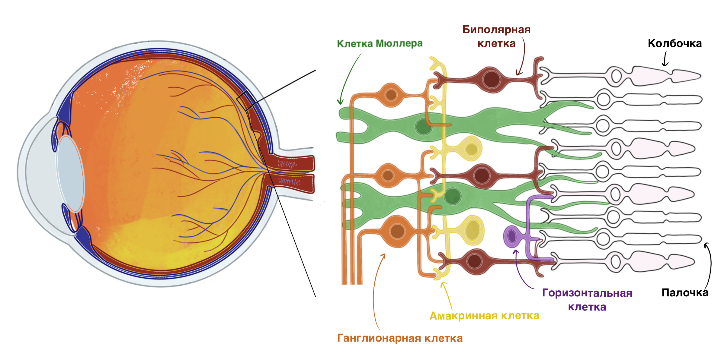 Строение сетчаткии