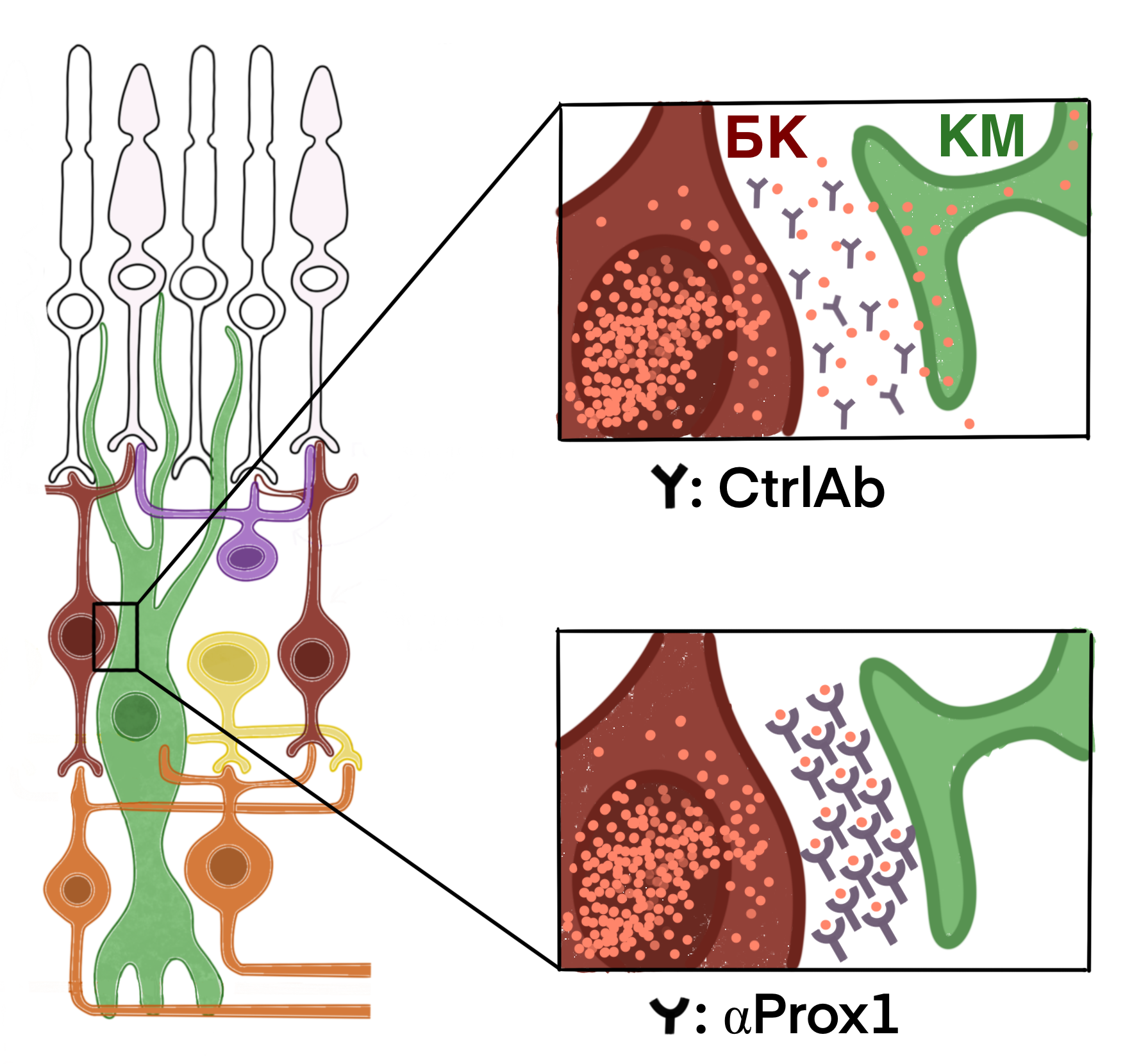 Схема введения конструкций на основе AAV, а также MNU и EdU по дням