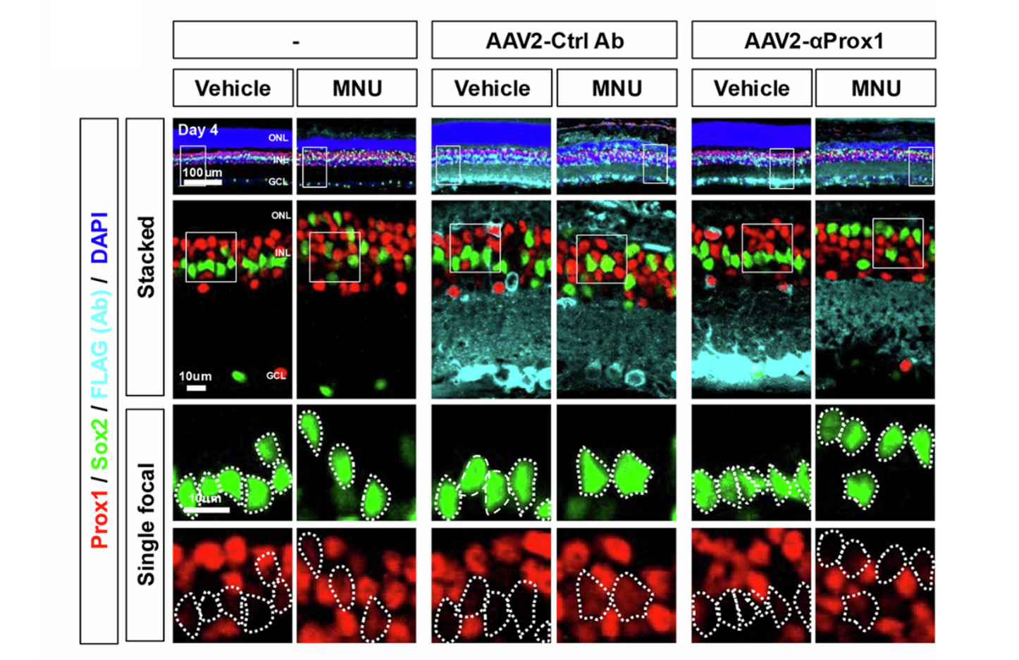 Распределение белка Prox1 в сетчатке трех групп мышей