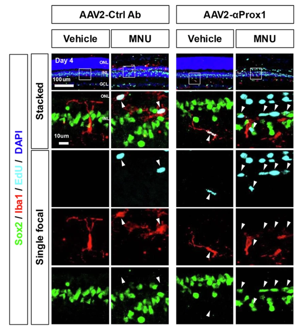 Пролиферирующие клетки в сетчатке двух групп мышей