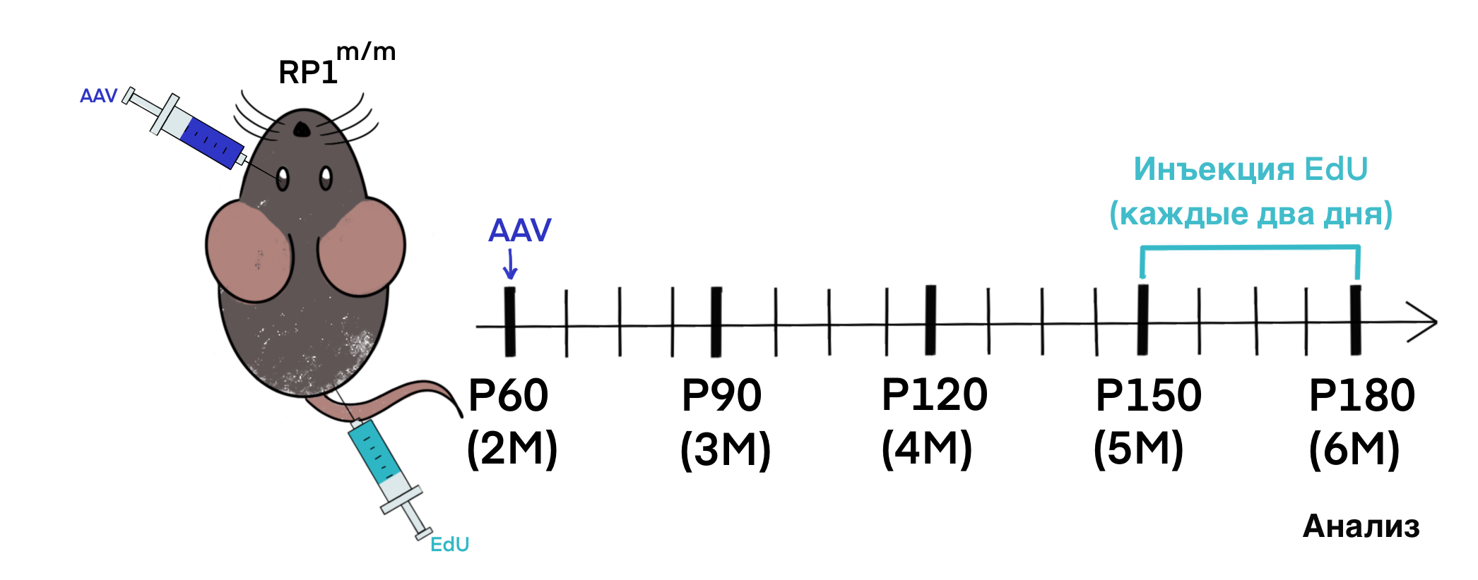 Схема введения конструкций на основе AAV, а также EdU по дням
