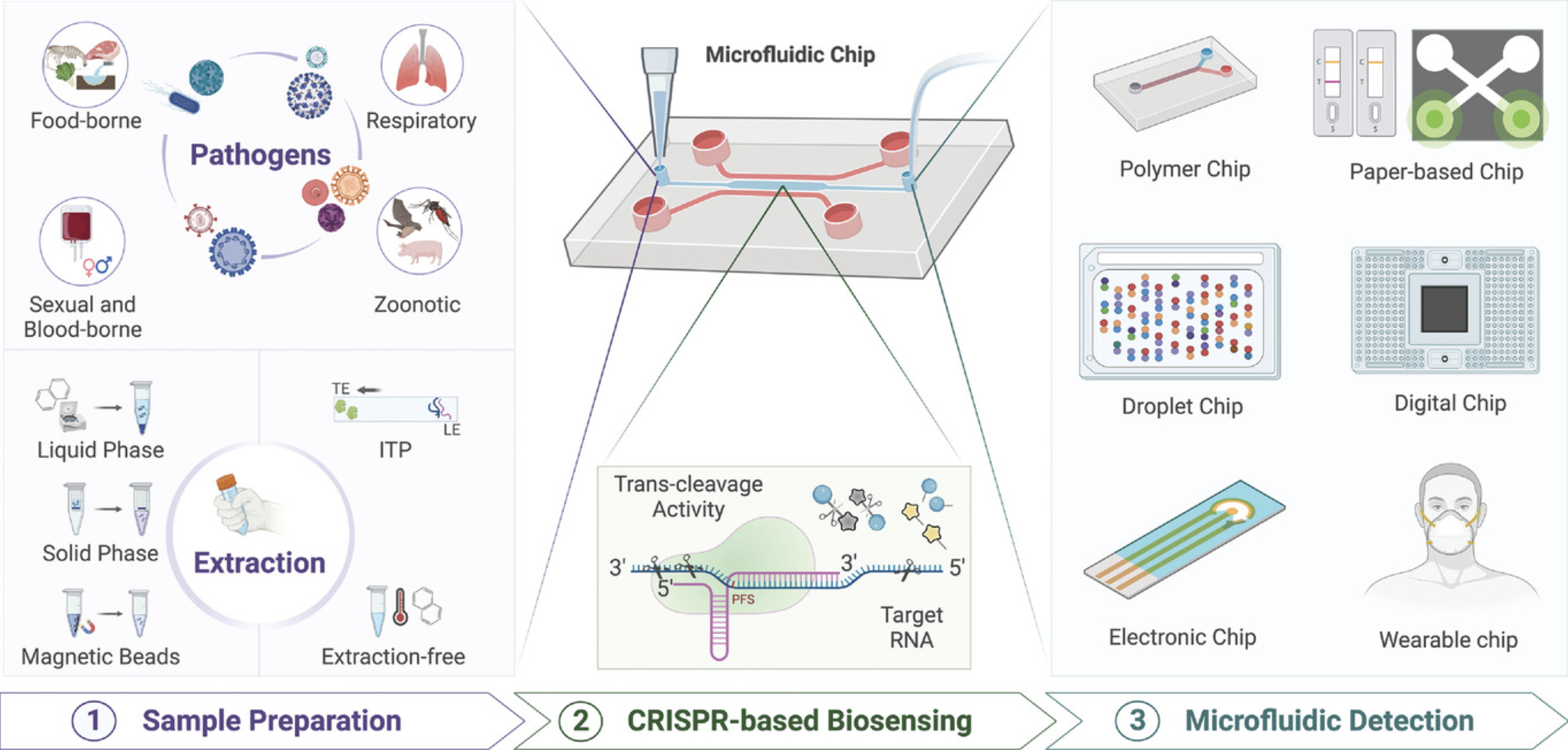 Обзор микрофлюидных систем на основе CRISPR в диагностике инфекционных заболеваний