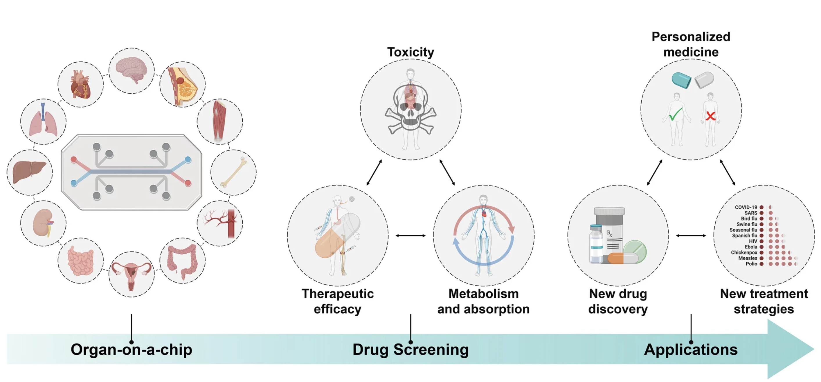 «Орган-на-чипе» для скрининга и тестирования лекарственных препаратов.