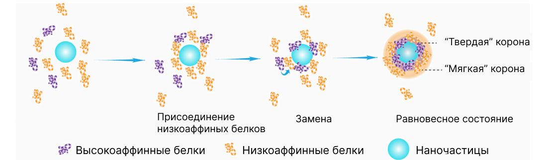 Постепенный процесс формирования белковой короны вокруг наночастицы