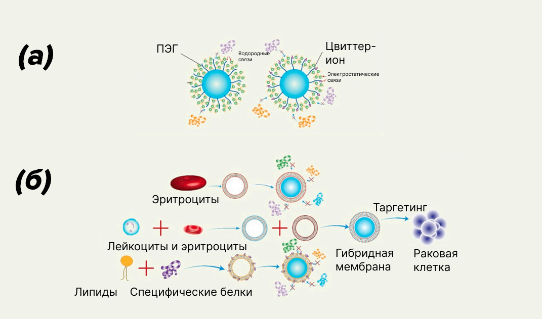 Способы борьбы с белковой короной
