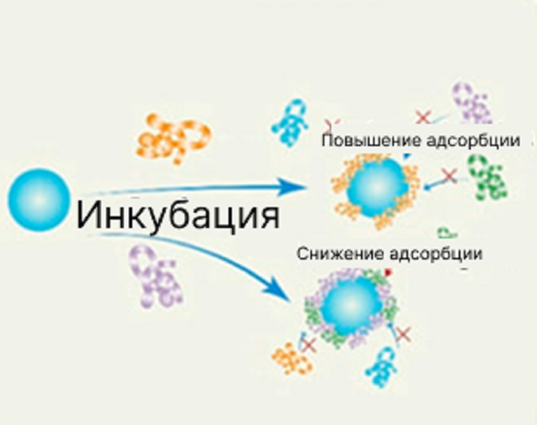 Пре-коатинг, или предварительное покрытие наночастицы белковой короной