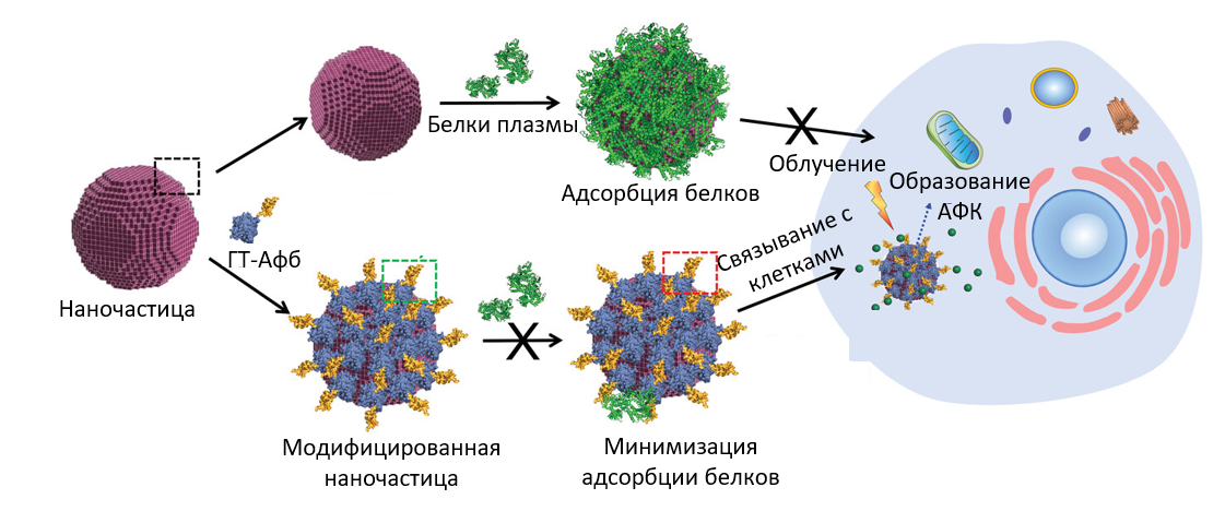 Пре-коатинг, или предварительное покрытие наночастицы белковой короной