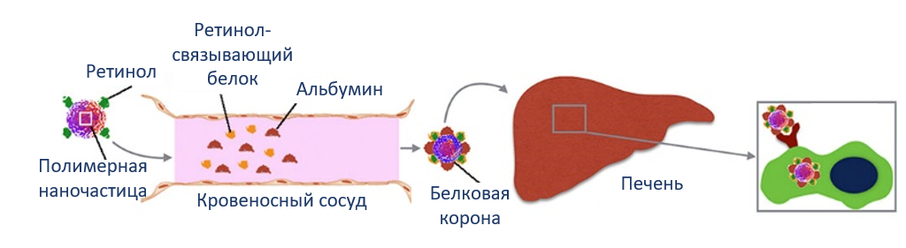 Доставка наночастиц в клетки печени за счет избирательного связывания белков в плазме крови