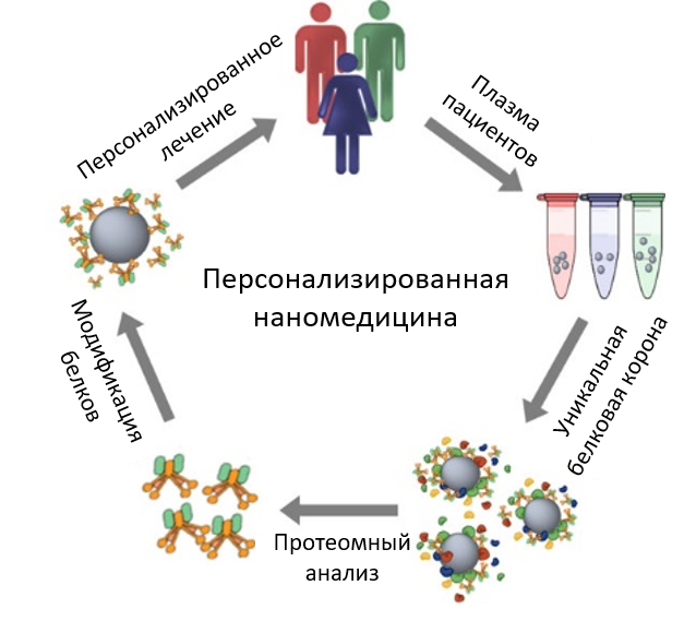 Стратегия применения белковой короны в персонализированной медицине