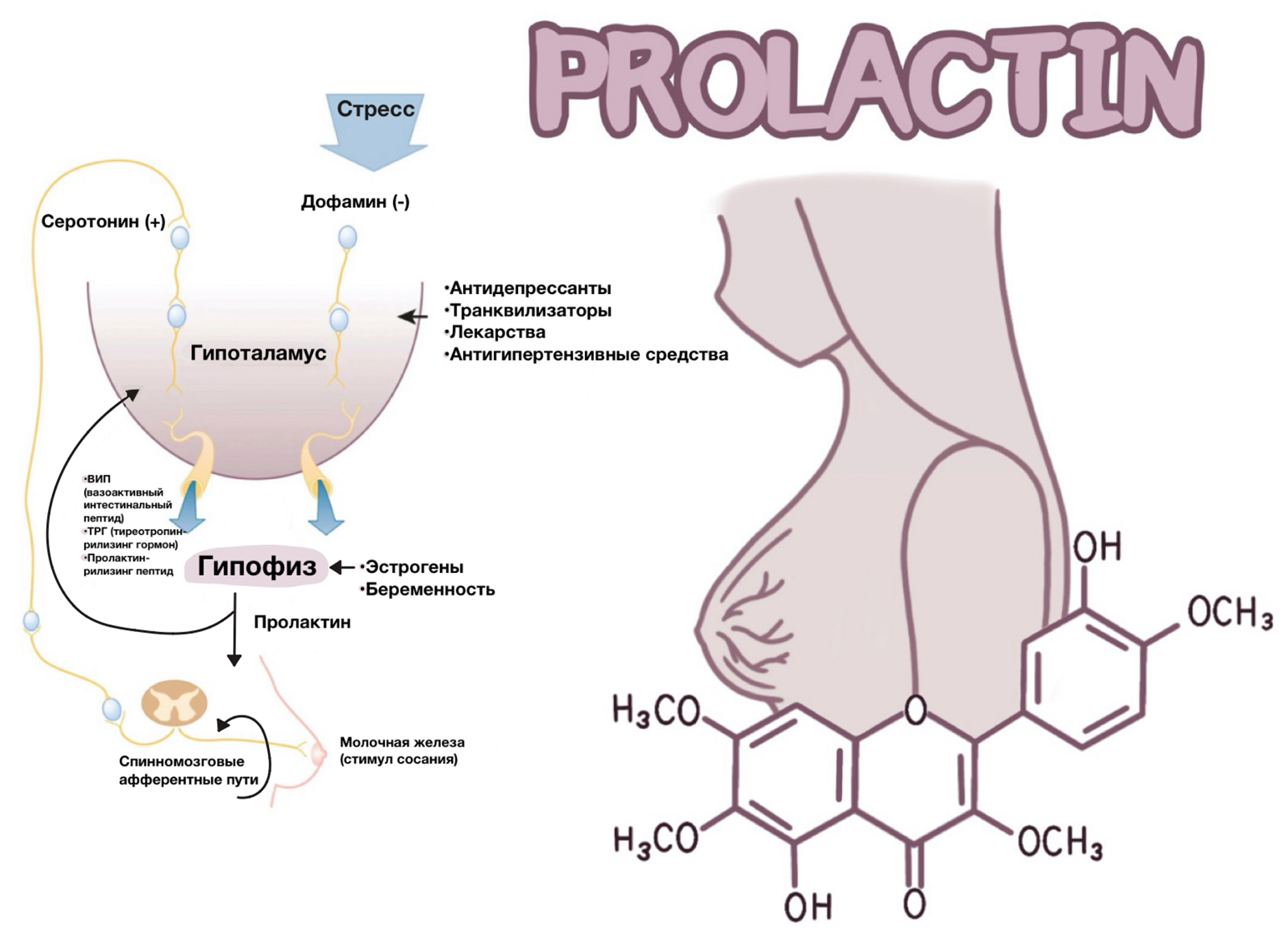 Путь пролактина в организме