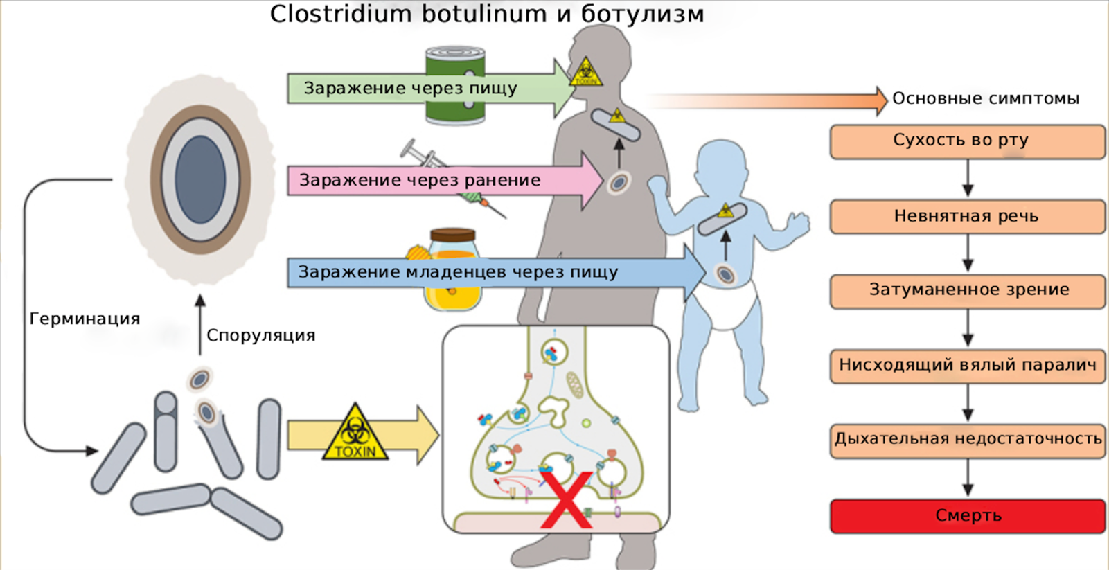 Обзор путей инфицирования C. botulinum и клиническая прогрессия ботулизма