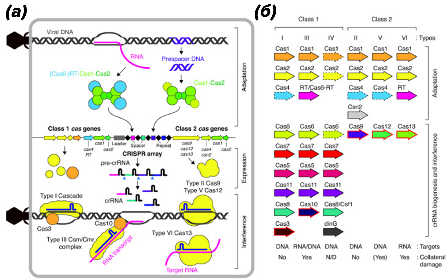 Схема механизма и классификации систем CRISPR-Cas