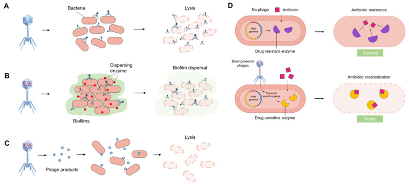 Схема фаговой антимикробной терапиии