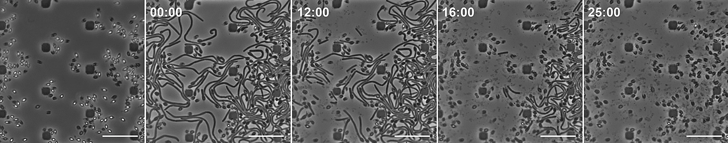 Лизис вегетативных клеток