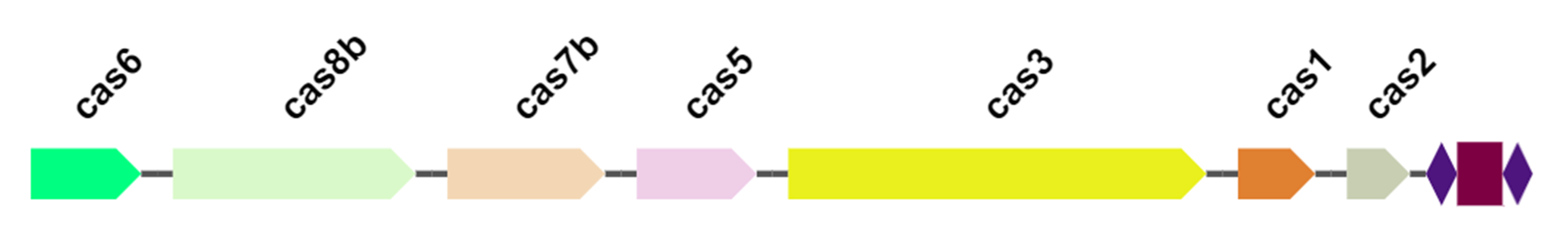 Варианты CRISPR-Cas систем в хромосоме Cl. Botulinum
