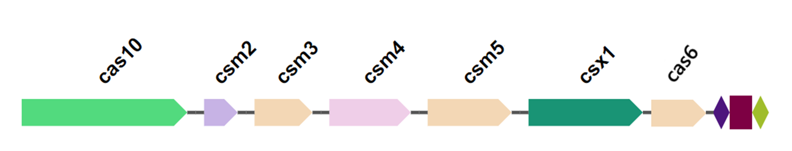 Варианты CRISPR-Cas систем в хромосоме Cl. Botulinum